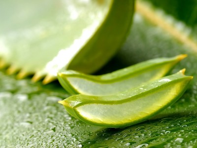 Aloe Vera für die Haut: Die Superpflanze nutzen